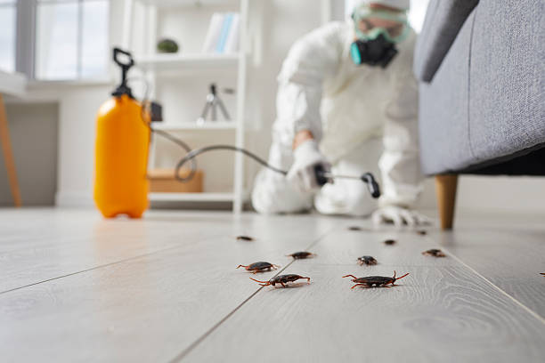 Trusted Cockroach Control service in McComb, OH - Nex Pest Control